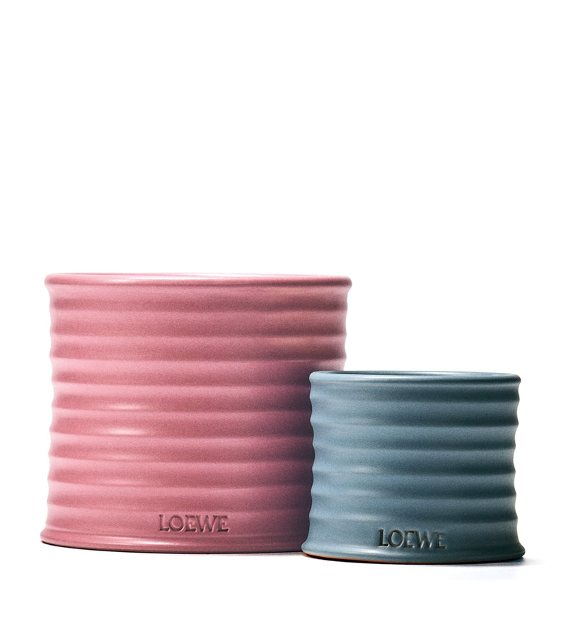 LOEWE small cypress balls scented candle 170g, UK version