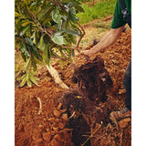 G de Galoupet Organic Provence Rose