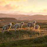 Garcia Baquero Manchego DOP