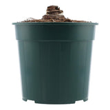 M&S Red Lion Single Petal Amaryllis Indoor Plant