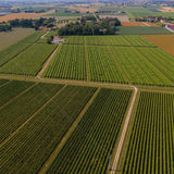 Mazzetti Prosecco White Wine Vinegar