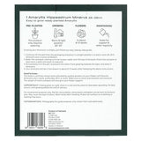 M&S Minerva Single Petal Amaryllis Indoor Plant