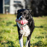 Rosewood Fill N Freeze Icecream For Dogs