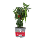 MS Potted Chillies