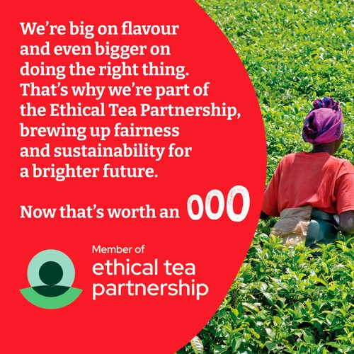 Typhoo black tea bags 240 count (British brand)