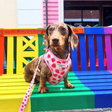 Cocopup London Pupberry Fields Dog Harness Small