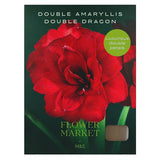 M&S Double Dragon Double Petal Amaryllis Indoor Plant