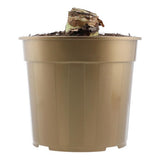 M&S Double Dragon Double Petal Amaryllis Indoor Plant