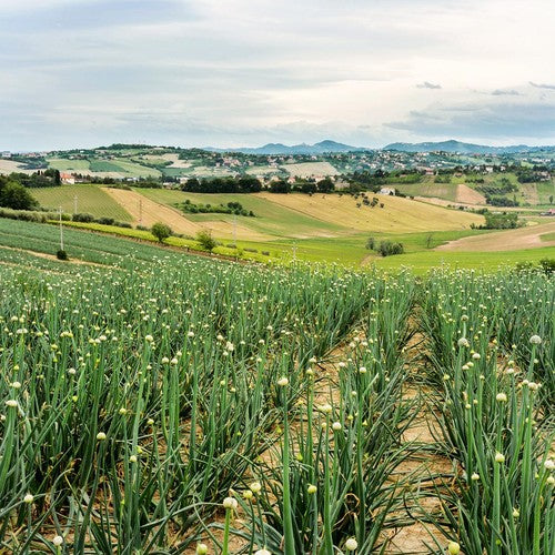 M&S Girls Cotton Rich Shell Print Sweatshirt, 4-5 Years, Pink