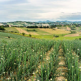 M&S Girls Cotton Rich Shell Print Sweatshirt, 4-5 Years, Pink