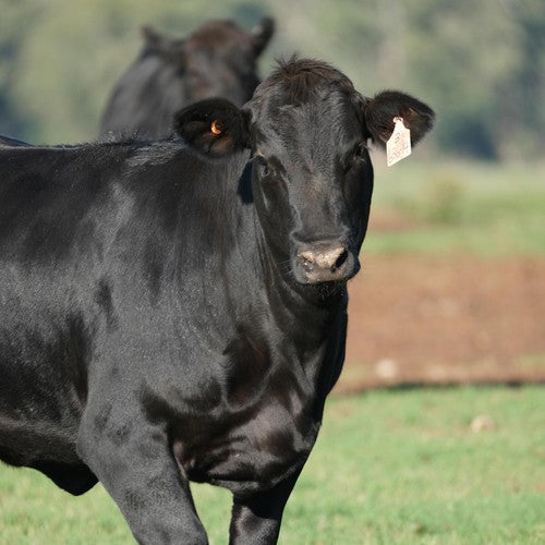 Jacks Creek Australian Wagyu Rump Steak