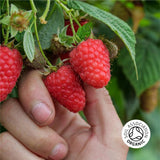 BerryWorld Organic Raspberries