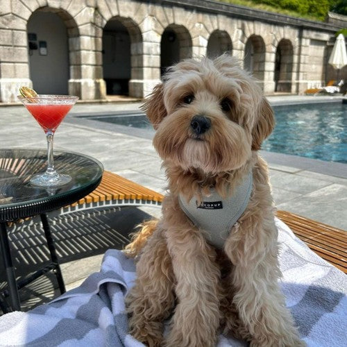 Cocopup London Sage Tweed Dog Harness Extra Small