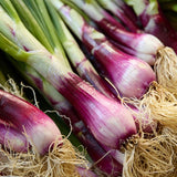 Natoora Fresh Tropea Onions