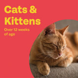 Bob Martin Wormer Spot-On Solution for Cats & Kittens Praziquantel