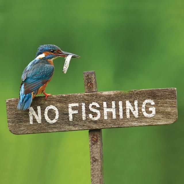 RSPB Kingfisher No Fishing! Blank Card