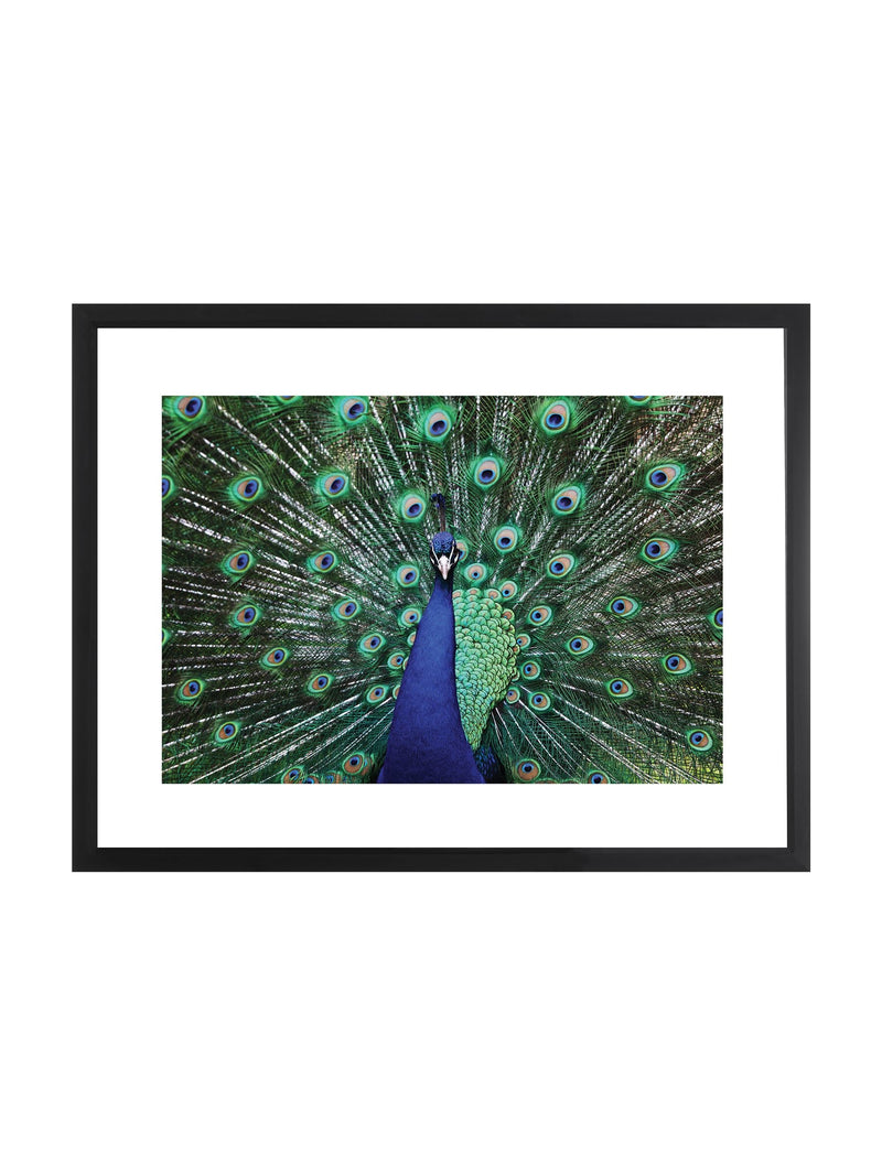 Brookpace Lascelles blue peacock fan artwork 30x22 inch matt black frame, imported from the UK