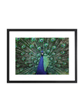 Brookpace Lascelles blue peacock fan artwork 30x22 inch matt black frame, imported from the UK