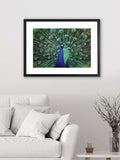 Brookpace Lascelles blue peacock fan artwork 30x22 inch matt black frame, imported from the UK