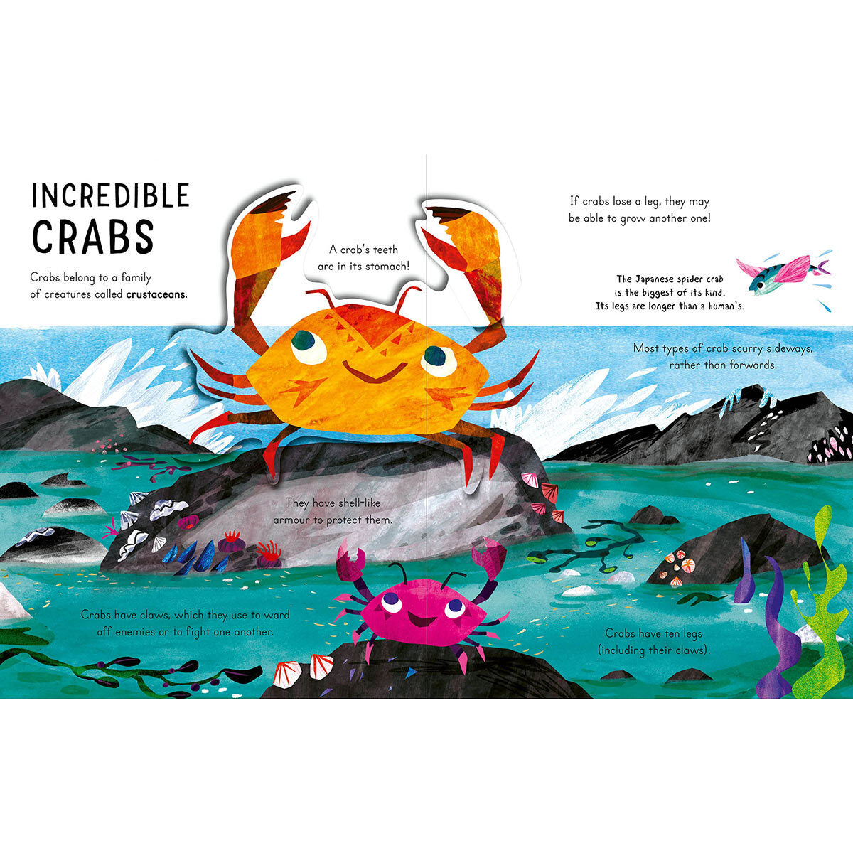 Curious Kids pop-up book with mini beasts and sea creatures (British brand)