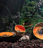 Bordallo Pinheiro papaya plate 21cm - British product