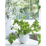 Wedgwood White Folia bulb vase 23cm - British product