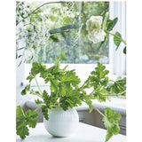 Wedgwood White Folia fine bone china bowl 12.5cm (British brand)