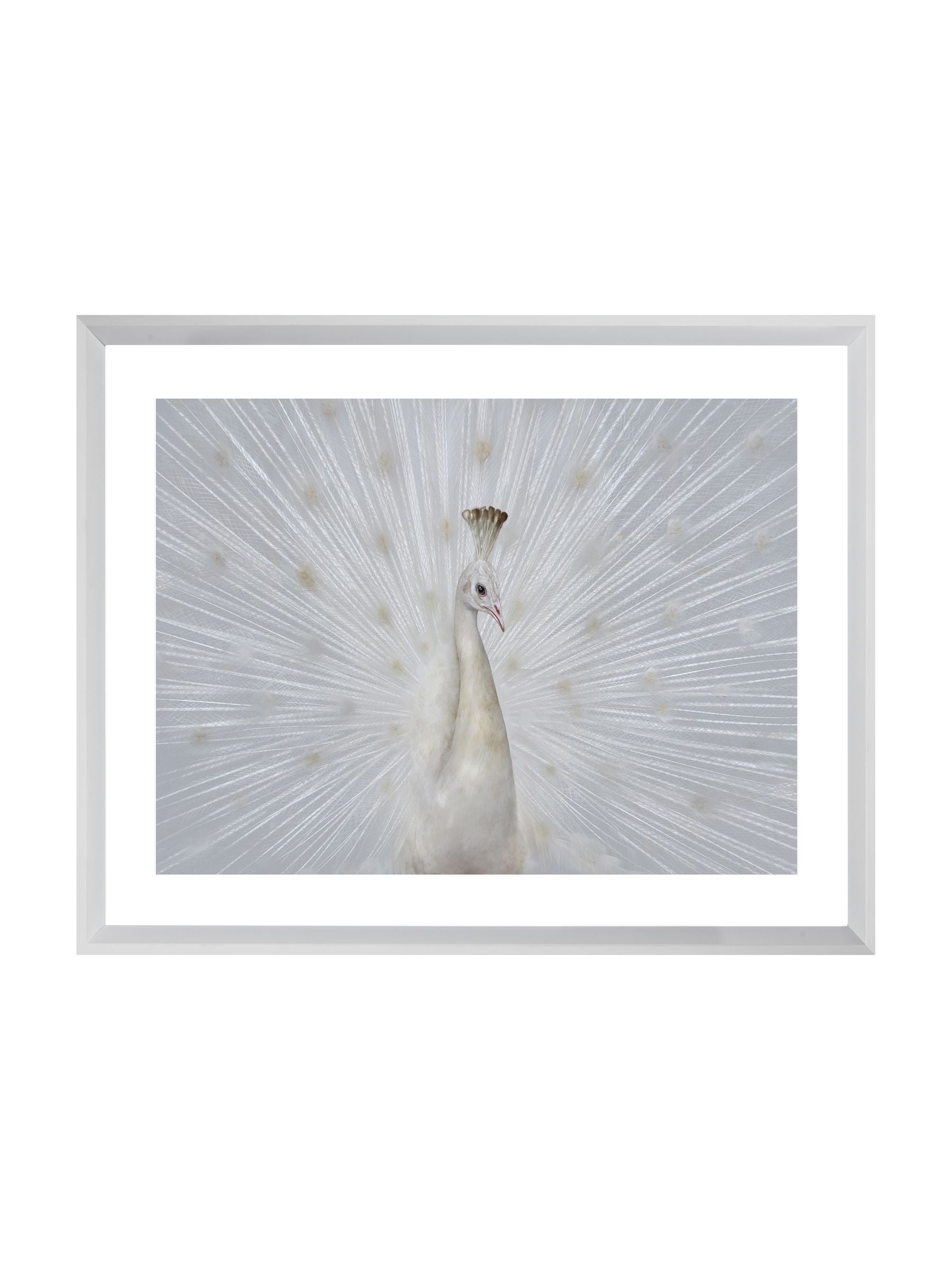 Brookpace Lascelles white peacock fan framed artwork - British product