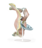 Lladró porcelain Betta fish left ornament, UK version