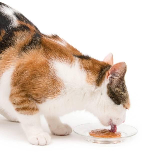 Catit Creamy Salmon & Prawn Cat Treat