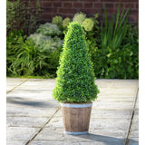 Sainsbury's faux cone tree in lime-washed pot 74cm (British brand)