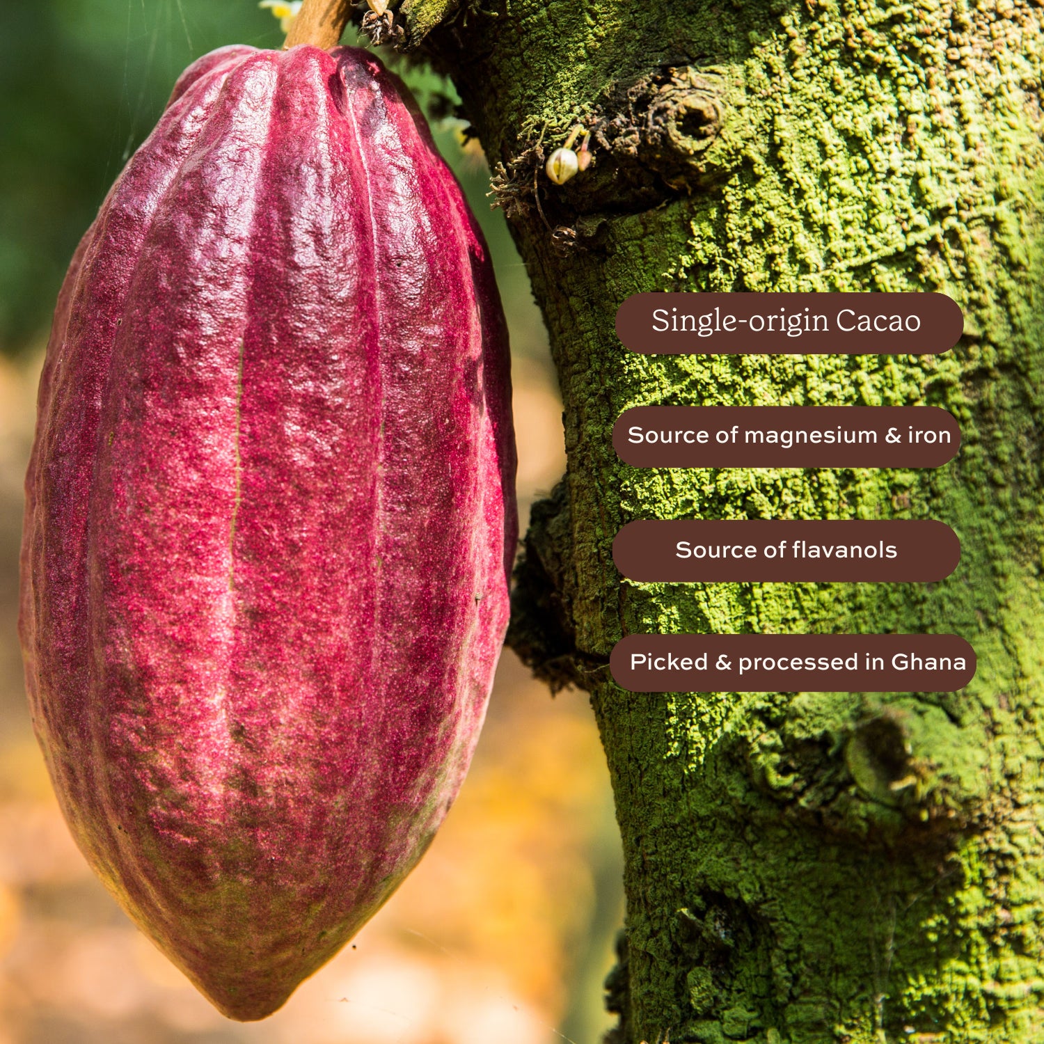 Aduna Super-Cacao premium blend cacao powder 100g, imported from the UK