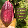 Aduna Super-Cacao premium blend cacao powder 100g, imported from the UK