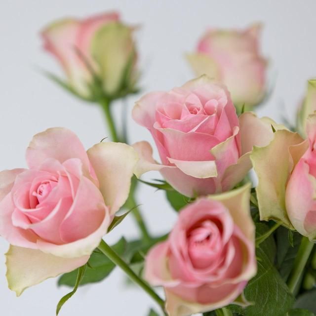 Pale Pink Roses GOODS M&S   