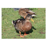 Kevin Milner Duck Countryside Card GOODS Superdrug   