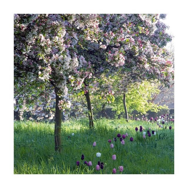 Gardeners World Blossom &amp; Tulips Blank Card