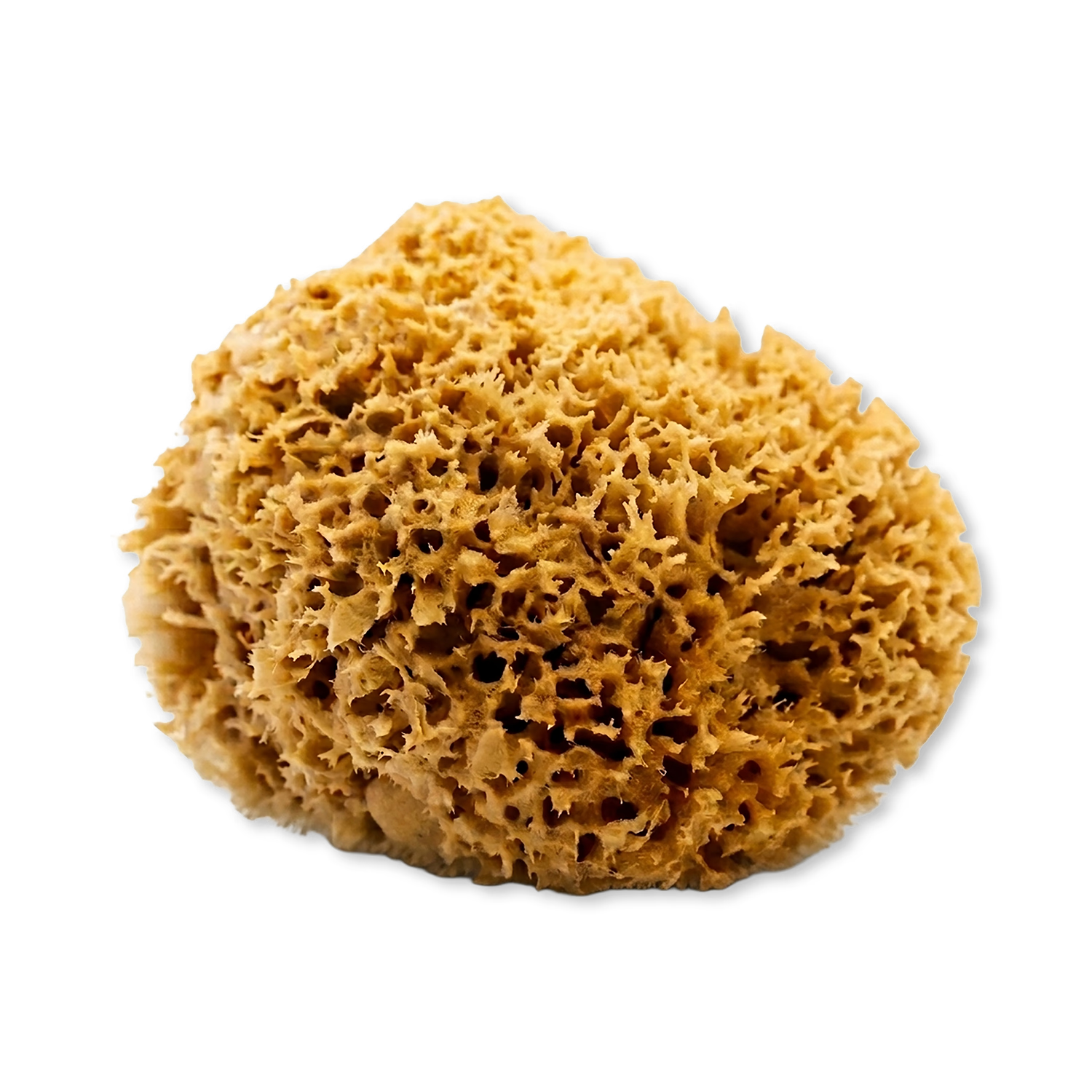 SpongeBox Honeycomb Luxe natural sea sponge 5-5.5 inches (British brand)