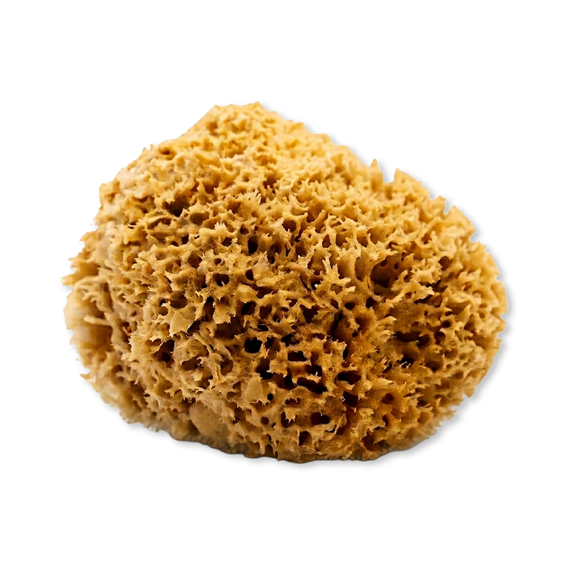 SpongeBox Honeycomb Luxe natural sea sponge 5-5.5 inches (British brand)