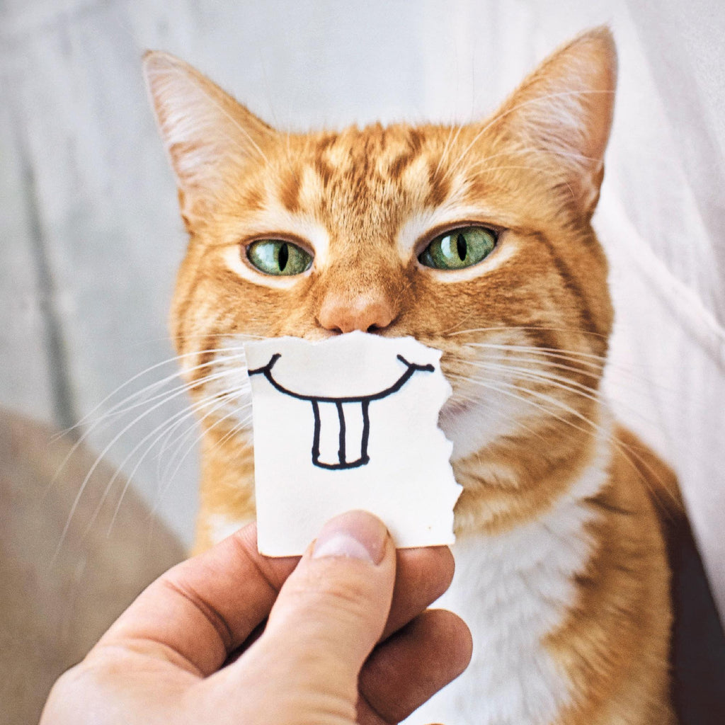 Icon Blank Card with Photographic Fun Ginger Cat Birthday Just to Say Greeting Card