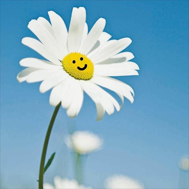 Smiling Daisy Blank Card GOODS M&S   