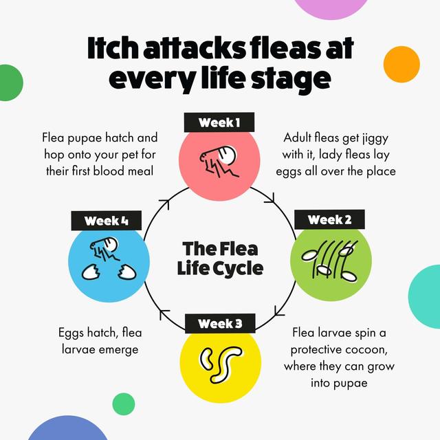 Itch Flea Small Dog Spot-On Flea & Tick treatment (2-10kg) GOODS M&S   