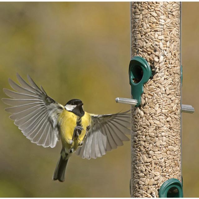 RSPB Sunflower Hearts   900g