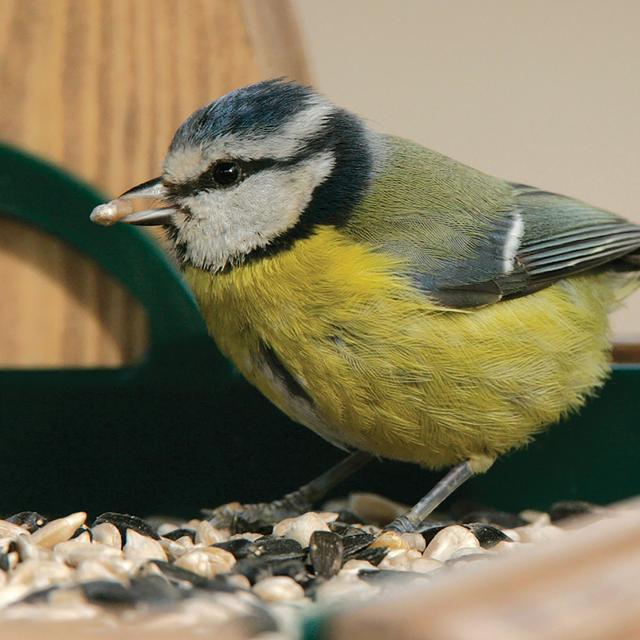 RSPB Table Seed Mix   1800g GOODS M&S   