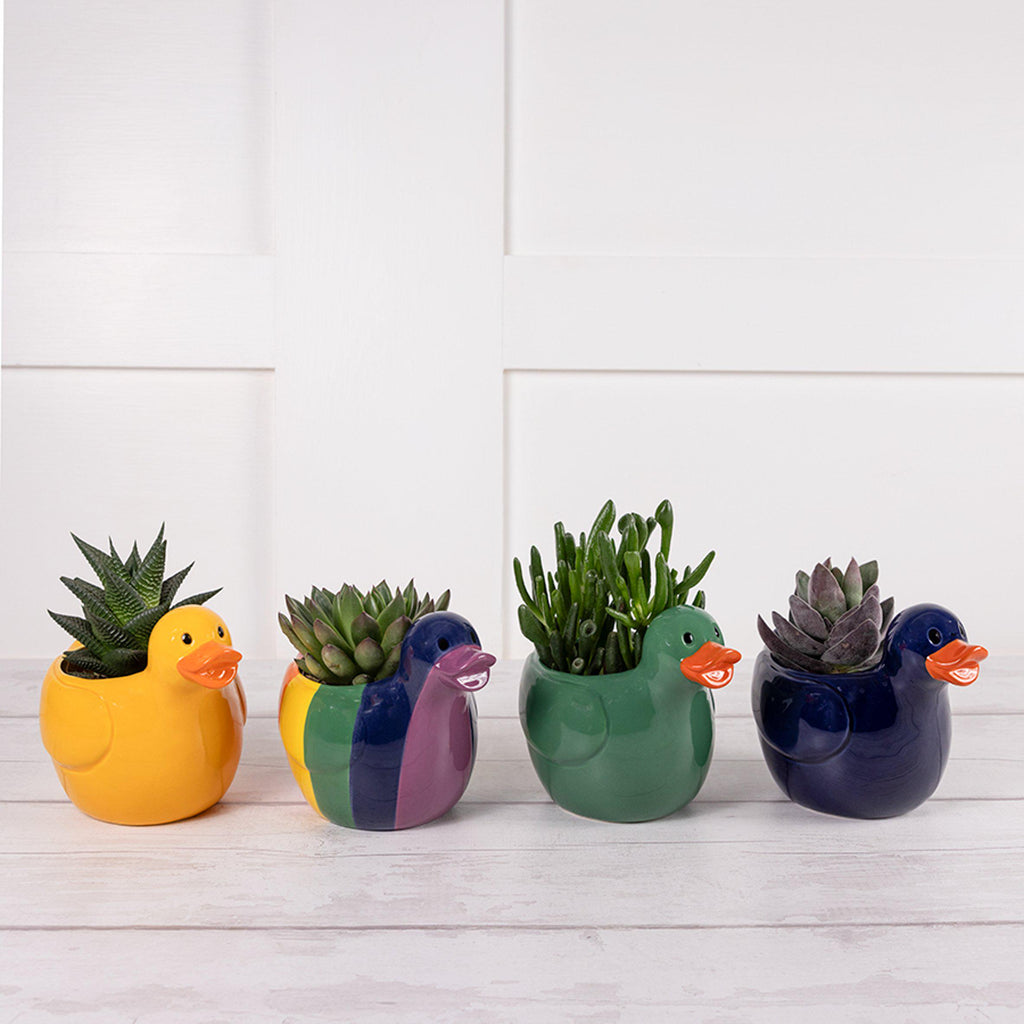 Large Novelty Succulent (Plant & Pot Colour May Vary)