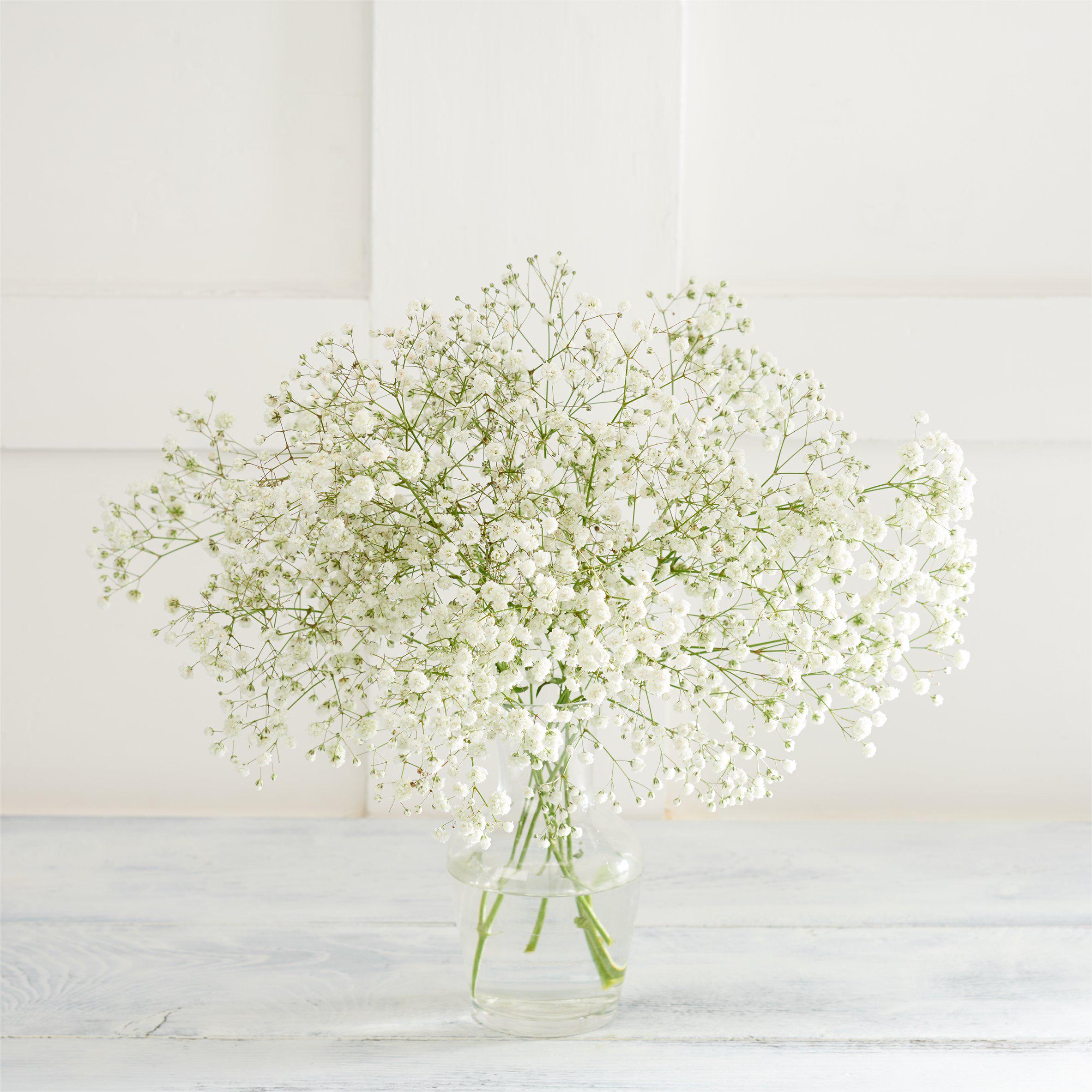 Gypsophila GOODS Sainsburys   