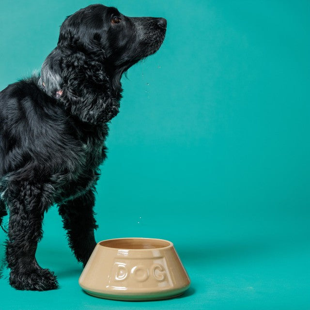 Mason Cash lettered dog bowl 21cm, imported from the UK