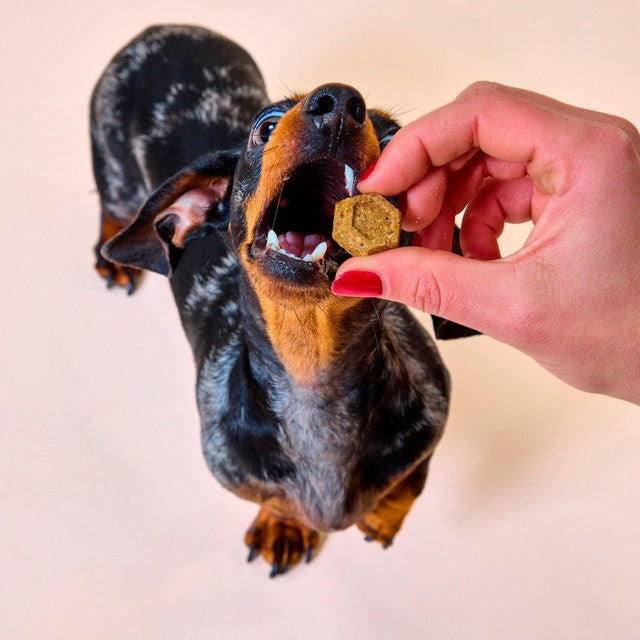 Marleybones gut supplement chew for dogs, imported from the UK