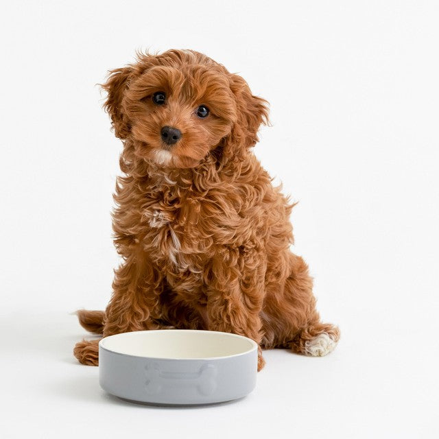 Mason Cash Grey Dog Bowl 15cm, imported from the UK