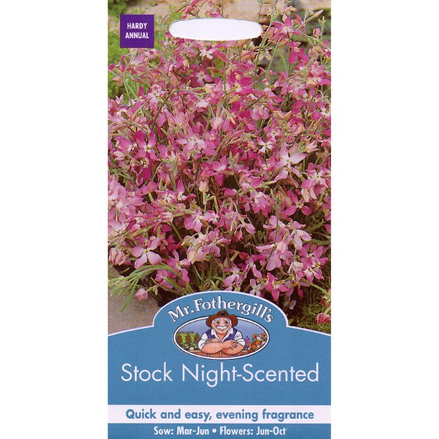 Mr Fothergill's Seeds Stock Nachtduftende Samen, importiert aus dem Vereinigten Königreich