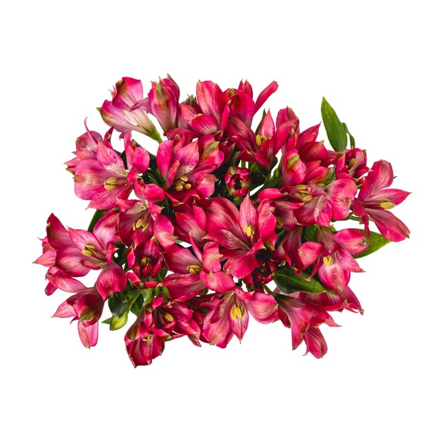MM Flowers cerise Alstroemeria cut flowers 5 stems 40cm - British product